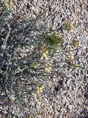 Senecio filaginoides