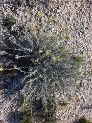 Senecio filaginoides