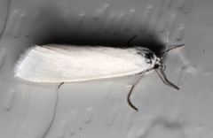 Scirpophaga