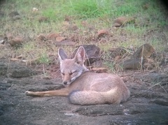 Vulpes bengalensis