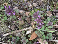 Lamium purpureum