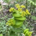 Round-leaved Alexanders - Photo (c) Nicolas Lagière, some rights reserved (CC BY-NC), uploaded by Nicolas Lagière