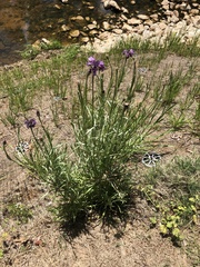 Vernonia lindheimeri