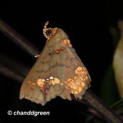 Lopharthrum comprimens