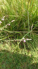 Polygala hottentotta