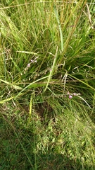 Polygala hottentotta