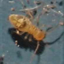 Stenopsocidae