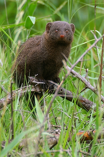 Common Dwarf Mongoose