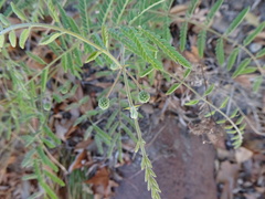 Mimosa grahamii