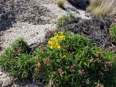 Calceolaria pinifolia