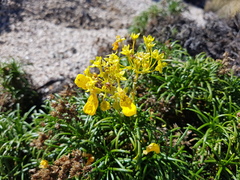 Calceolaria pinifolia