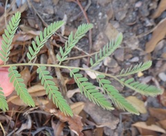 Mimosa grahamii