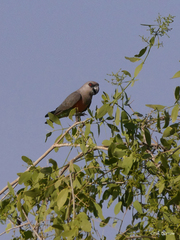 Poicephalus rufiventris