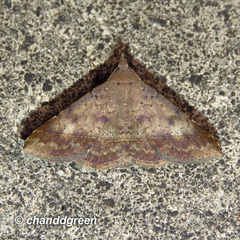 Hypospila bolinoides
