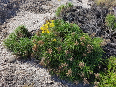 Calceolaria pinifolia