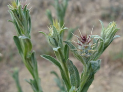 Centaurea