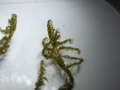 Sarmentypnum exannulatum