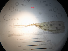 Sarmentypnum exannulatum