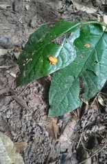 Brachycephalus ephippium