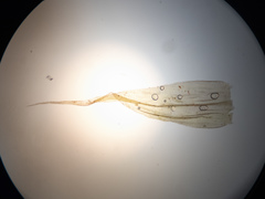 Sarmentypnum exannulatum