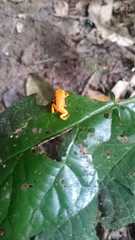 Brachycephalus ephippium
