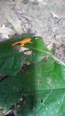 Brachycephalus ephippium