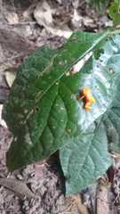 Brachycephalus ephippium
