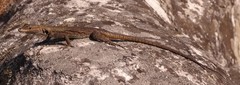 Platysaurus ocellatus