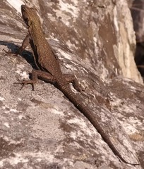 Platysaurus ocellatus