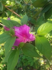Rhododendron mucronulatum