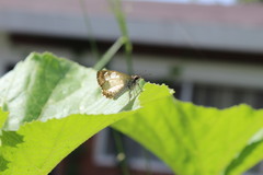 Antigonus emorsa