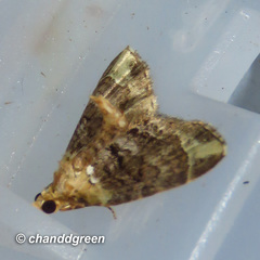 Eupithecia chlorophora