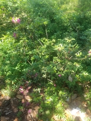 Rhododendron mucronulatum