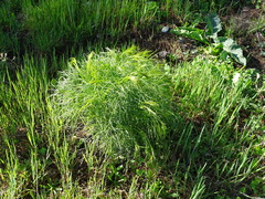 Peucedanum officinale