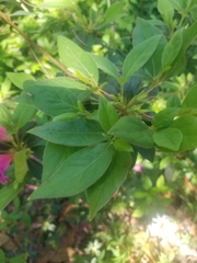 Rhododendron mucronulatum