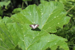 Antigonus emorsa