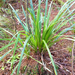 Kauri Grass - Photo (c) bbi2, some rights reserved (CC BY-NC), uploaded by bbi2