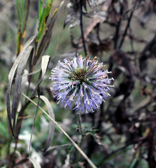 Echinops tataricus