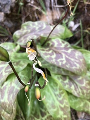 Erythronium shastense