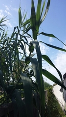 Arundo donax