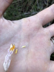 Erythronium shastense