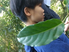 Elaeocarpus serratus