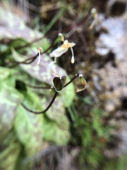 Erythronium shastense
