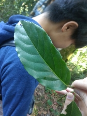 Elaeocarpus serratus