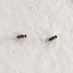 Medeterinae