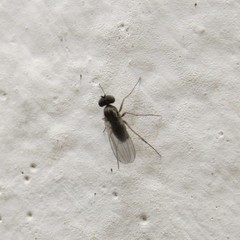 Medeterinae