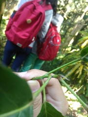 Elaeocarpus serratus