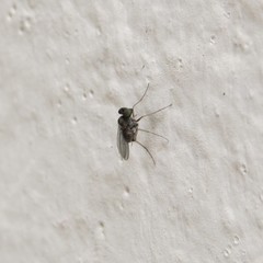 Medeterinae