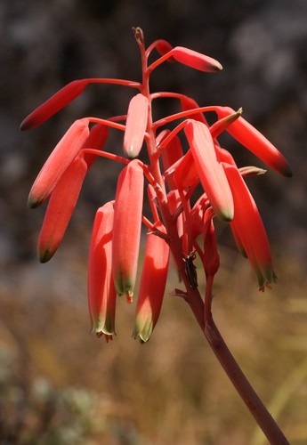 Aloe wildii
