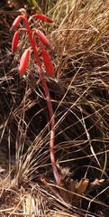 Aloe wildii image